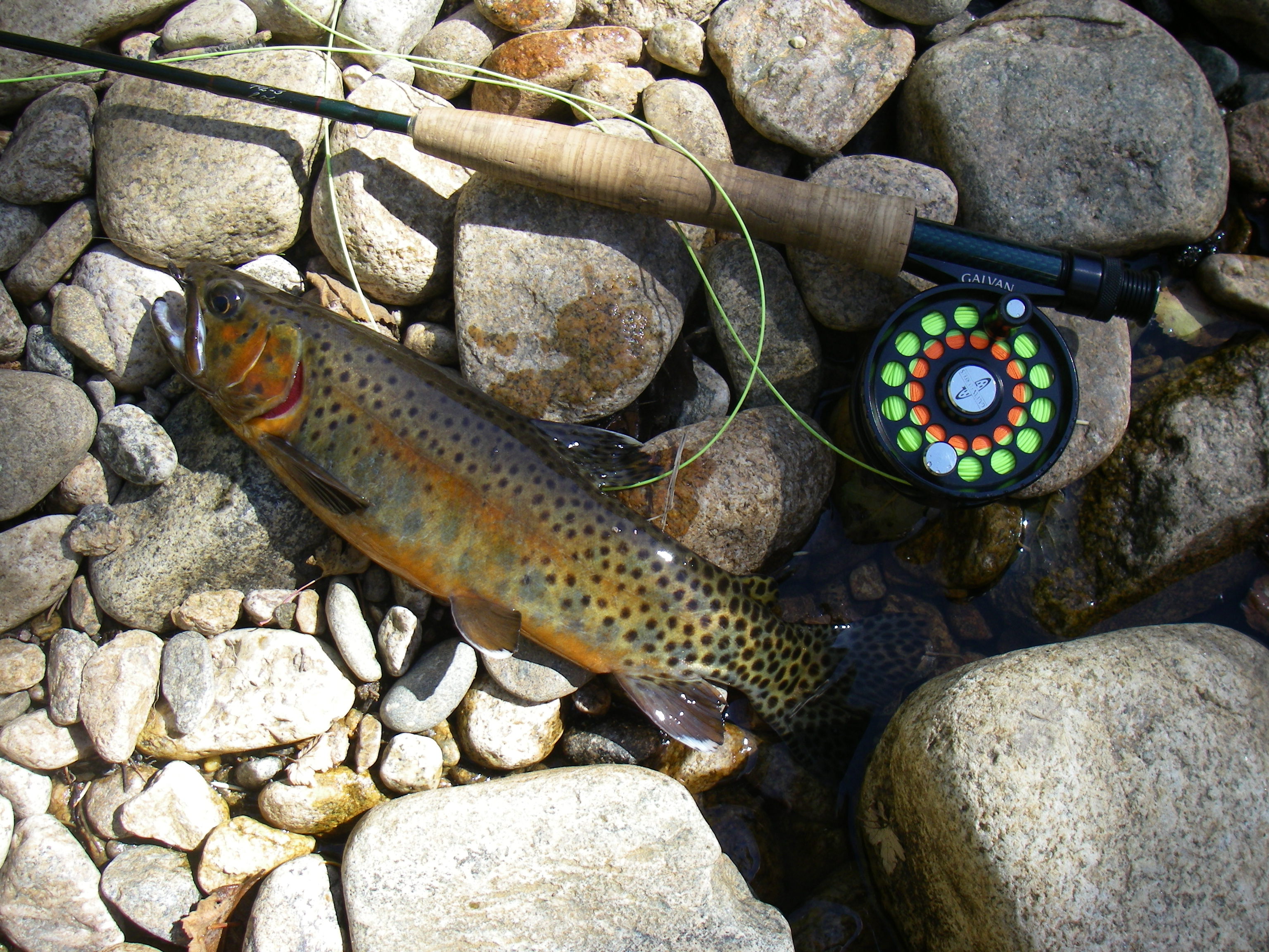 Greenback Cutt